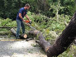 Best Tree and Shrub Care  in Holtville, CA