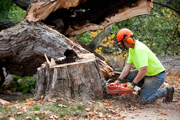 Best Tree Maintenance Programs  in Holtville, CA