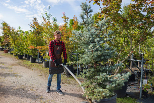 Best Leaf Removal  in Holtville, CA