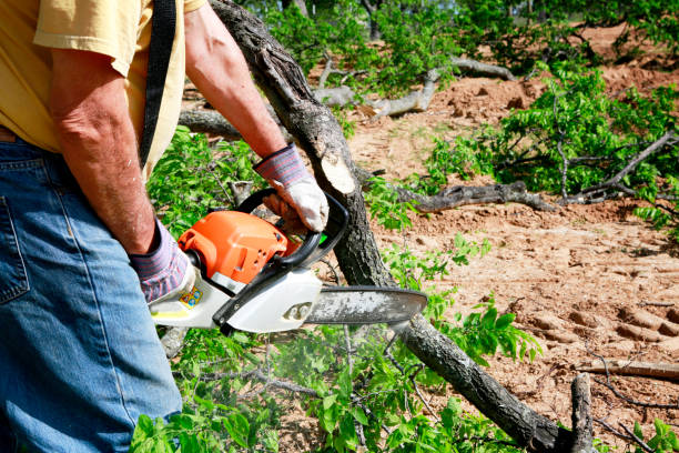 Best Lawn Grading and Leveling  in Holtville, CA